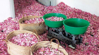 Производителите на рози чакат високи печалби