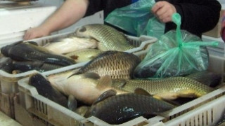 Удариха търговци на опасна риба