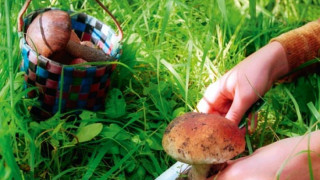 Гъбар загуби детето си в гората