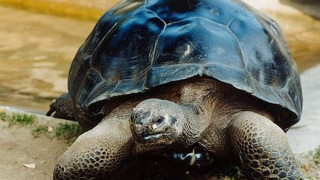 Костенурки се "разведоха" след 115 години