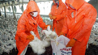 Птичият грип се пренася и от човек на човек