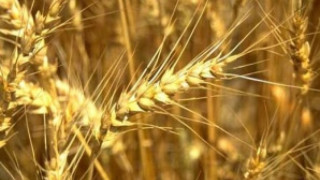 Зърнопроизводители искат яснота за ДДС в сектора