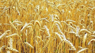 Ожънати са 25% от засетите с пшеница площи