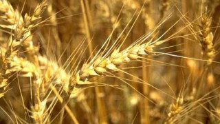 Пшеницата рекордно скъпа