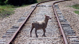 НКЖИ зове стопани да пазят добитъка от жп релсите