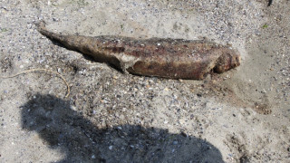 Морско течение убива делфините