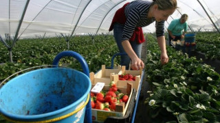 1400 наши сезонни работници в Европа