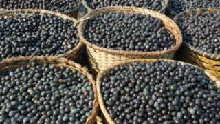 Прибираме с бусове пишман берачите на боровинки