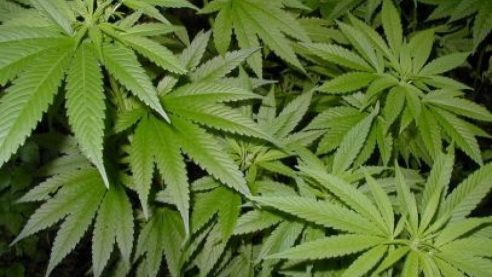 Издирват собственик на нива с канабис | StandartNews.com