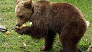 Кофи за боклук с ключалки срещу мечки