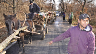 Кмет забрани да се гледа повече от едно говедо