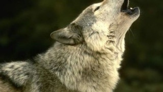 Вълци погубиха десетки овце в Родопите