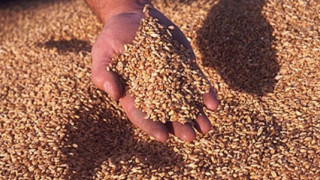 Данъчни проверяват бази за зърно от Търново до Монтана 