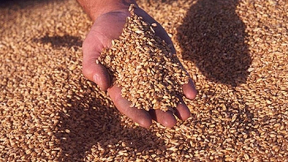 Данъчни проверяват бази за зърно от Търново до Монтана  | StandartNews.com