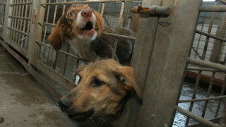 Масово изтребват кучета в София