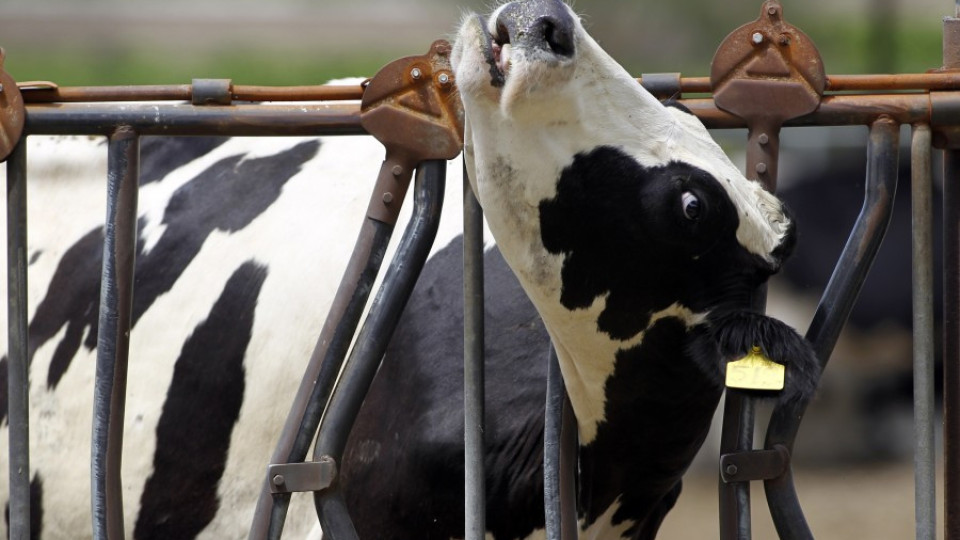 Хранят кравите с бонбони | StandartNews.com