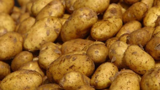 Компенсират картофопроизводителите заради сушата 