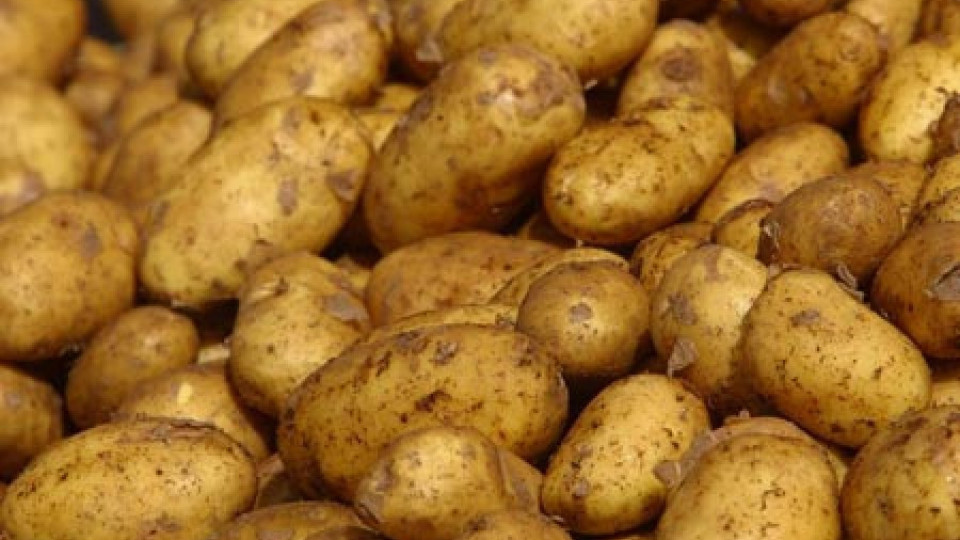 Компенсират картофопроизводителите заради сушата  | StandartNews.com