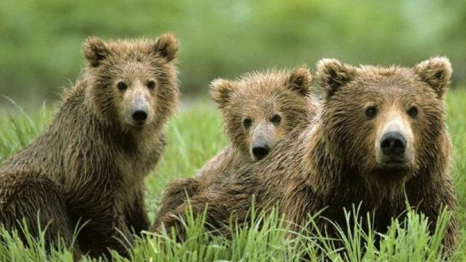 Марио Тагарински отново в синьо | StandartNews.com