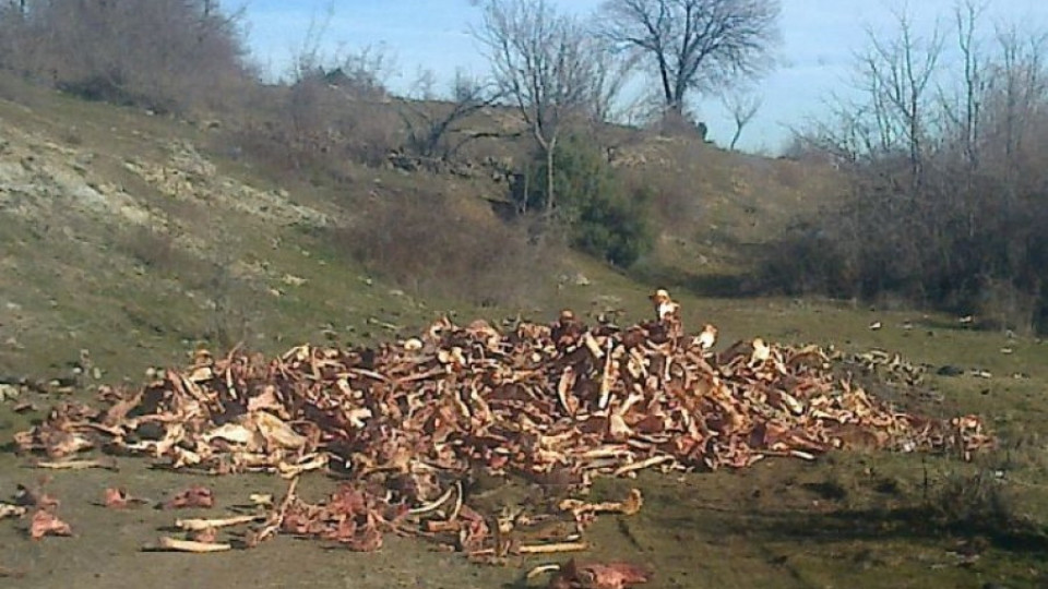 Сметище на животински отпадъци притеснява жителите на Момчилградско  | StandartNews.com
