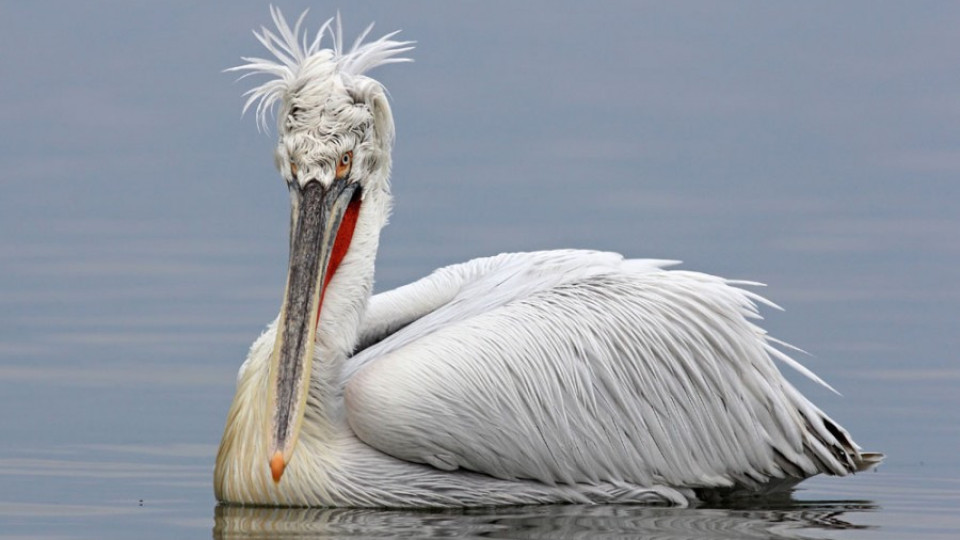 България брои за 38-ми път зимуващите у нас водолюбиви птици | StandartNews.com