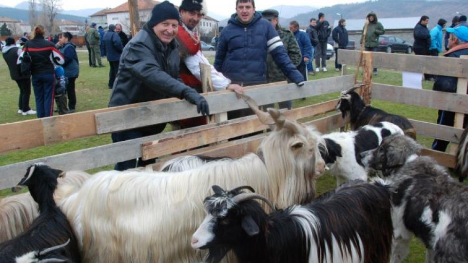 Дългокосмести овце на селско дефиле | StandartNews.com