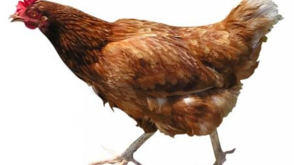 Роми изядоха кокошките на Коиловци | StandartNews.com