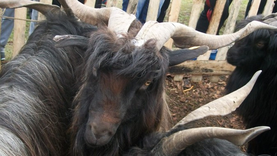 Кози си мериха косъма, а пръчове – рогата | StandartNews.com