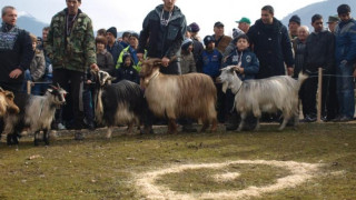 Фермери с лиценз за развъдна дейност на дългокосместа коза
