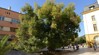 Кампания в Сливен за Стария бряст за европейско дърво на годината