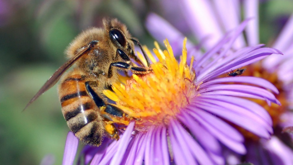 Пчелите може би измират от тютюнев вирус | StandartNews.com