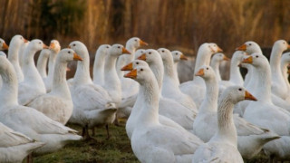 Патици атакуваха пълен автобус