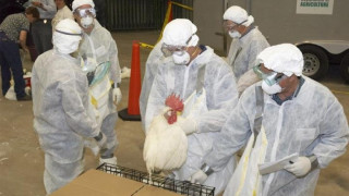Умъртвяват хиляди пилета заради птичи грип в Хонконг