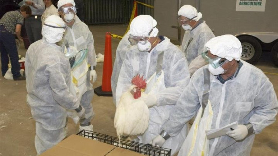 Умъртвяват хиляди пилета заради птичи грип в Хонконг | StandartNews.com