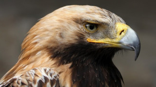 Общинари спасиха ранен царски орел