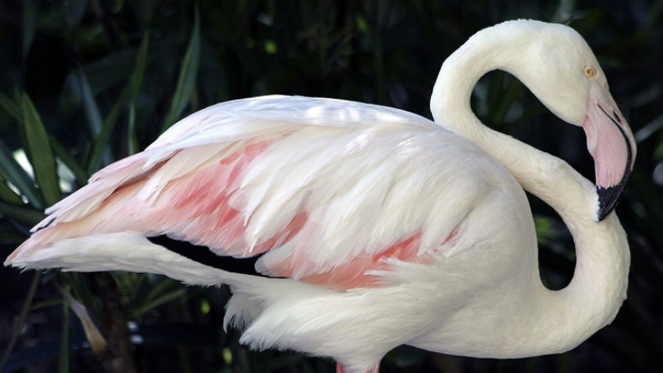 На 83-годишна възраст почина най-старото фламинго в света | StandartNews.com