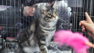 Изложба на котки радва любителите на мъркащите животни