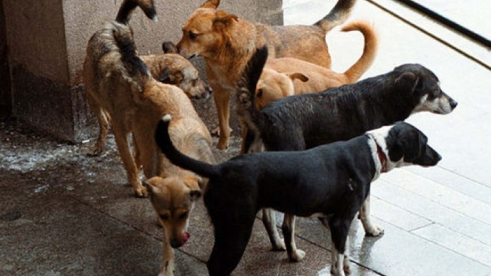 Компенсират с 9 бона ухапани от кучета | StandartNews.com