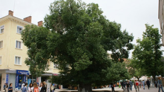 Старият бряст поведе в конкурса „Европейско дърво на годината 2014”