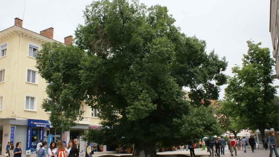 Старият бряст поведе в конкурса „Европейско дърво на годината 2014” | StandartNews.com