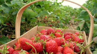 Търсят 150 берачки на ягоди в Испания