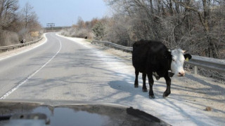 Крава на пътя вкара семейство в болница