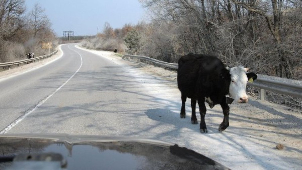 Крава на пътя вкара семейство в болница | StandartNews.com