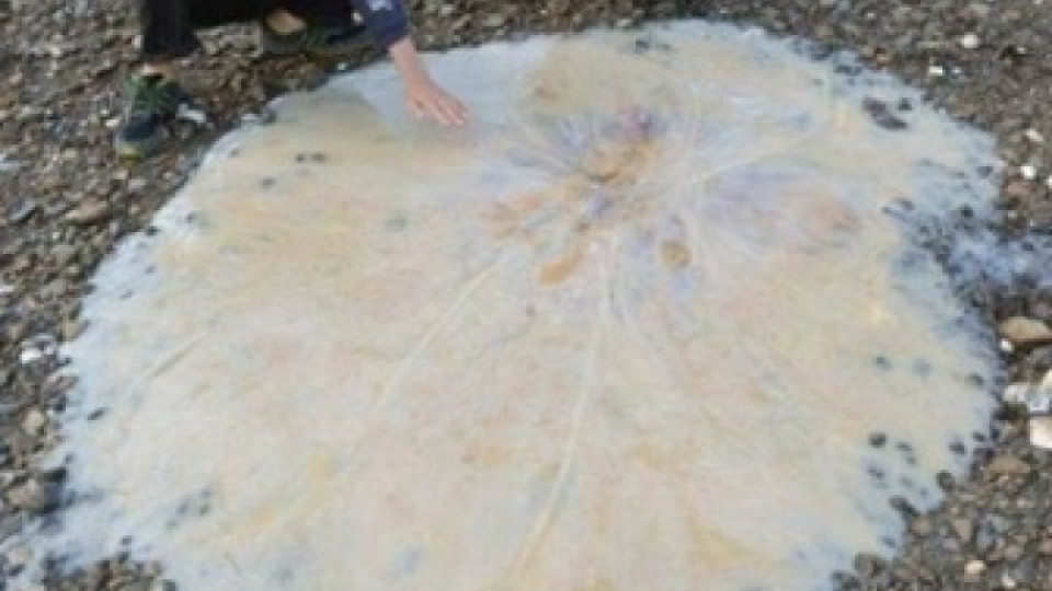 Огромна медуза изплува на плаж в Тасмания | StandartNews.com
