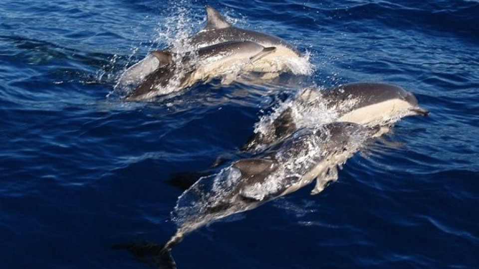 За 2 млн. лв. броят делфини в българските води на Черно море | StandartNews.com