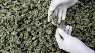 Откриха 5 тона марихуана в колумбийски складове