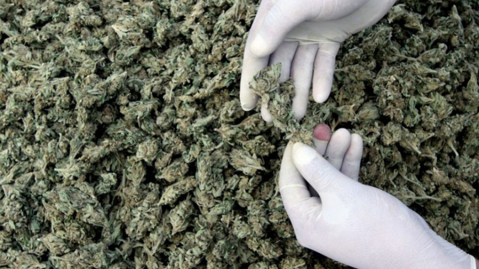 Откриха 5 тона марихуана в колумбийски складове | StandartNews.com