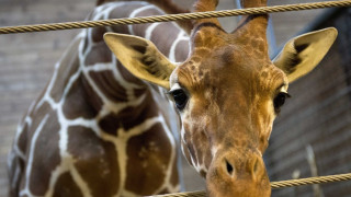 Бунт в Дания за убийство на жираф