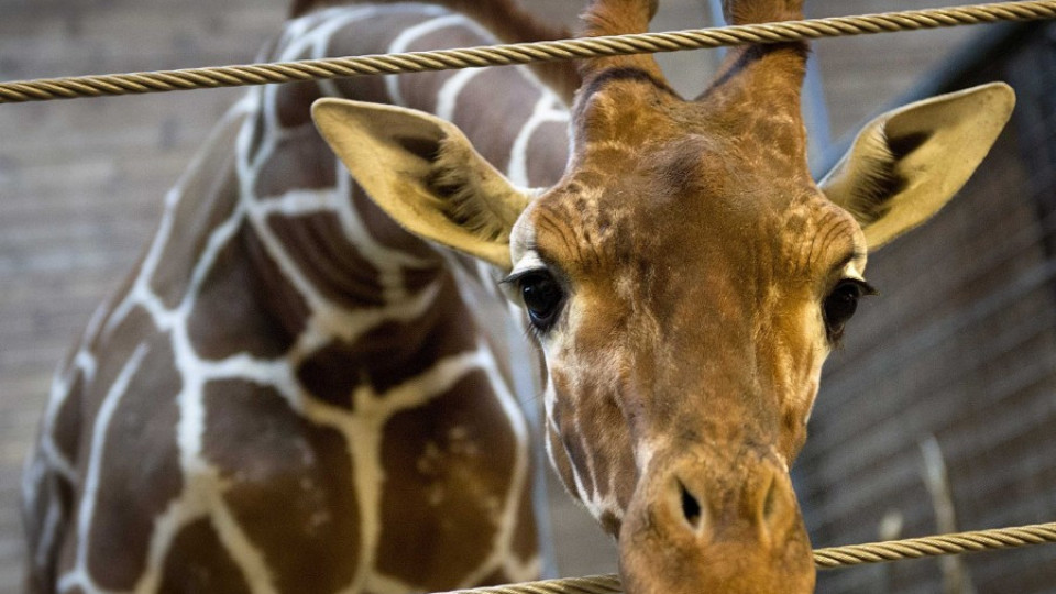  Бунт в Дания за убийство на жираф | StandartNews.com
