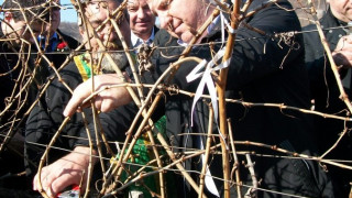 Китай пита за гъмза и широка мелнишка лоза